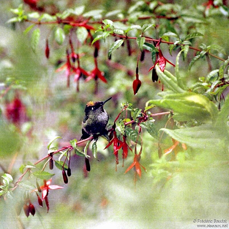 Green-backed Firecrown male adult