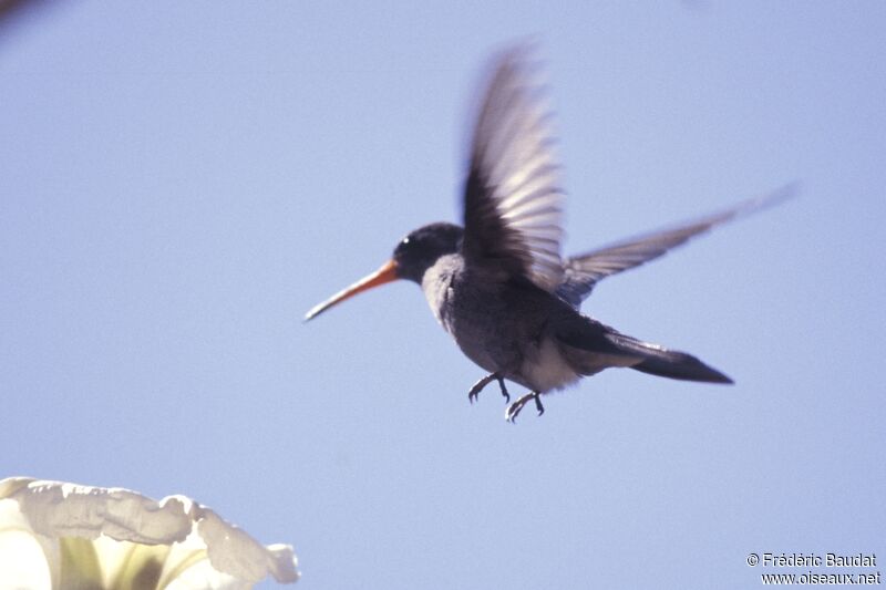 Colibri sombre