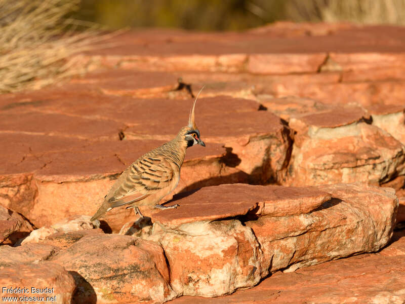 Spinifex Pigeonadult, habitat