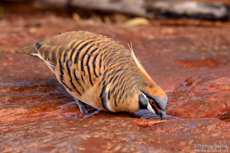 Spinifex Pigeonadult, drinks