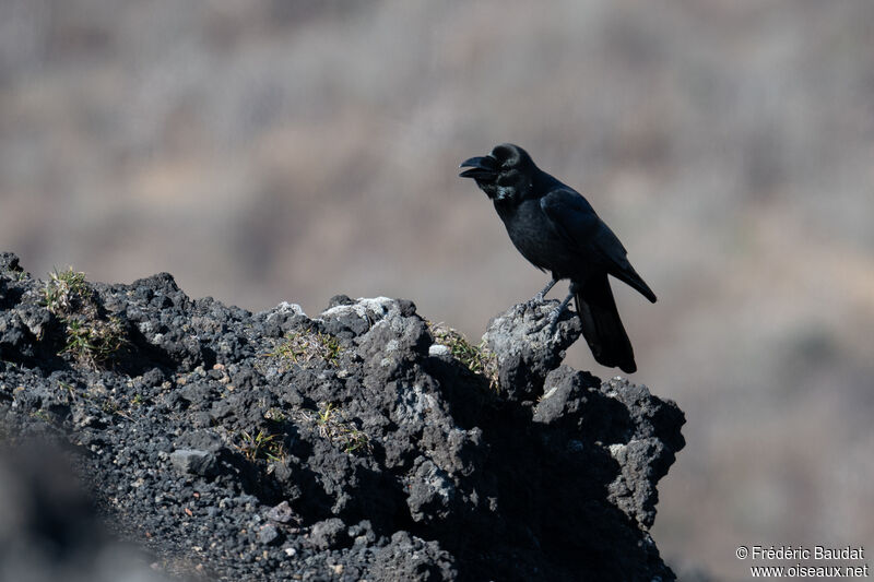 Corbeau à gros becadulte