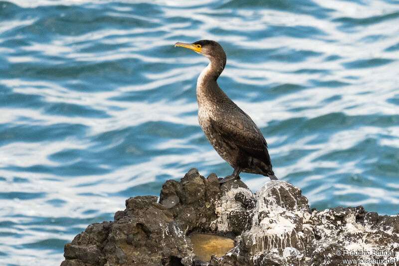 Cormoran de Temminck1ère année