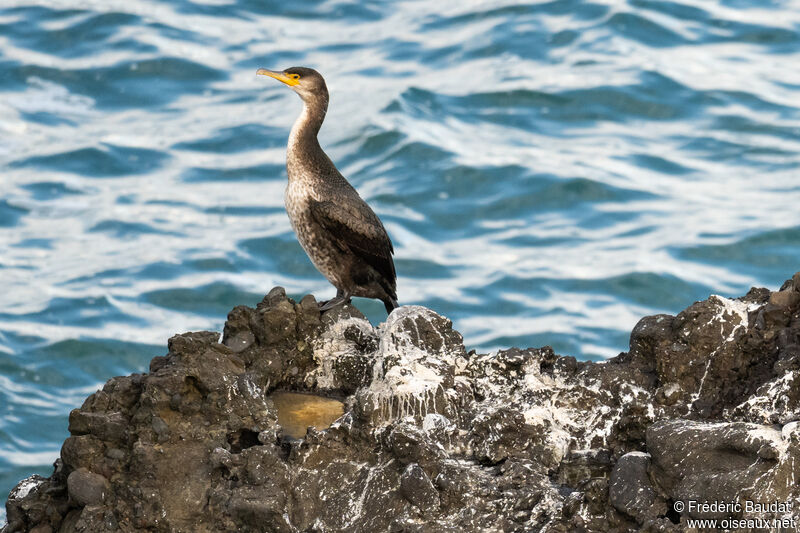 Cormoran de Temminck1ère année