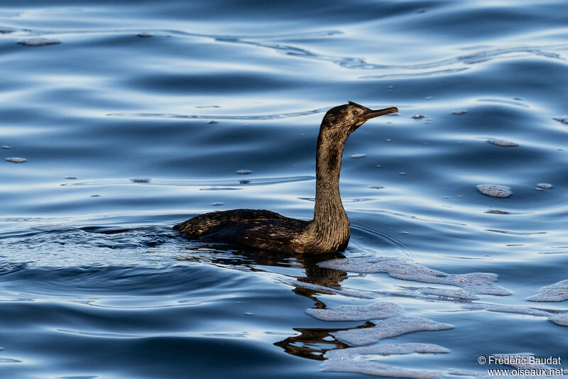 Cormoran pélagique1ère année, nage