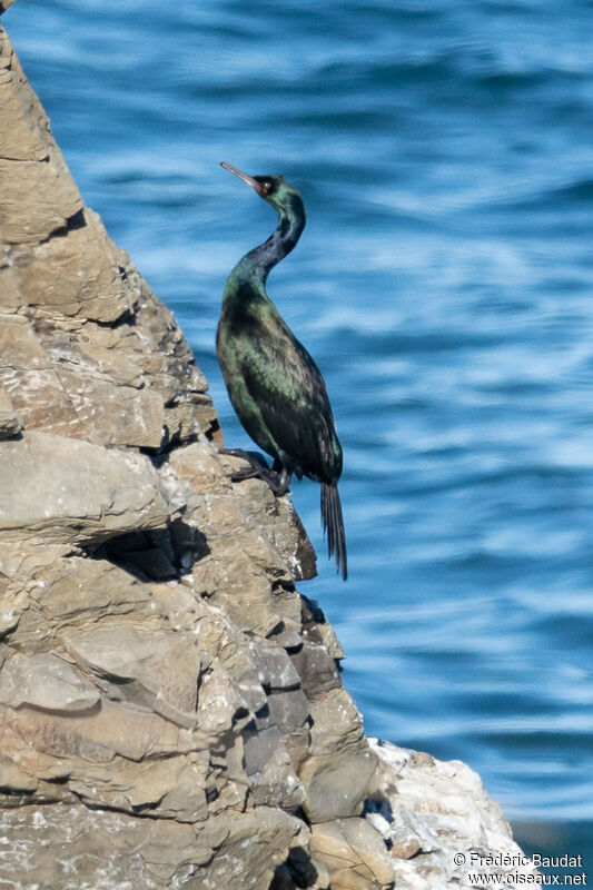 Cormoran pélagiqueadulte internuptial