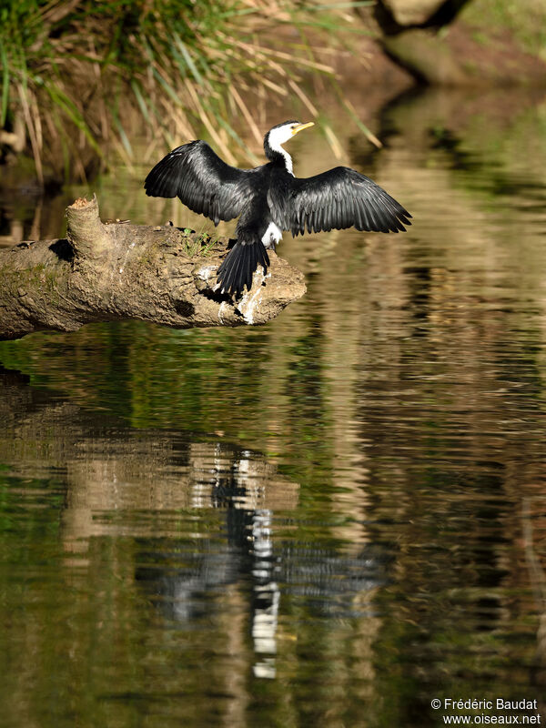 Little Pied Cormorantadult