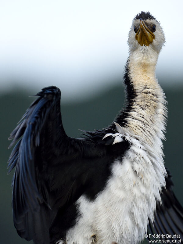 Cormoran pieadulte, portrait