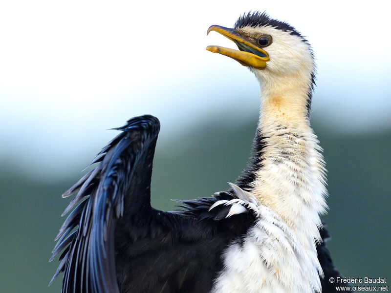 Cormoran pieadulte, portrait