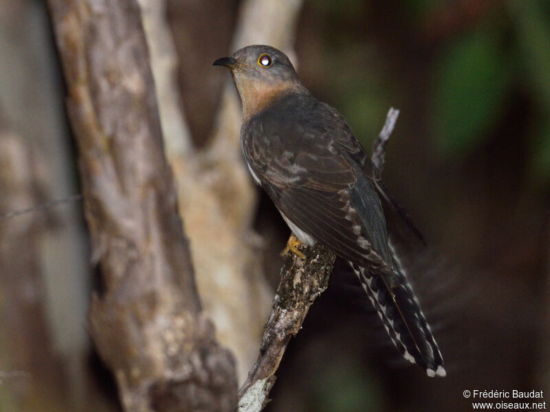 Fan-tailed Cuckooadult