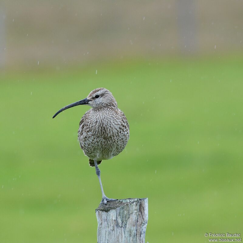 Eurasian Whimbreladult, identification