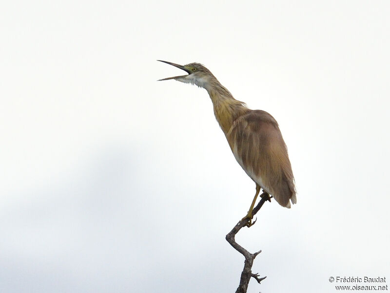 Squacco Heron