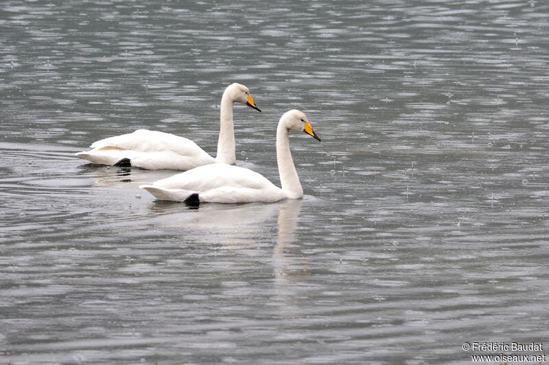 Cygne chanteuradulte, nage