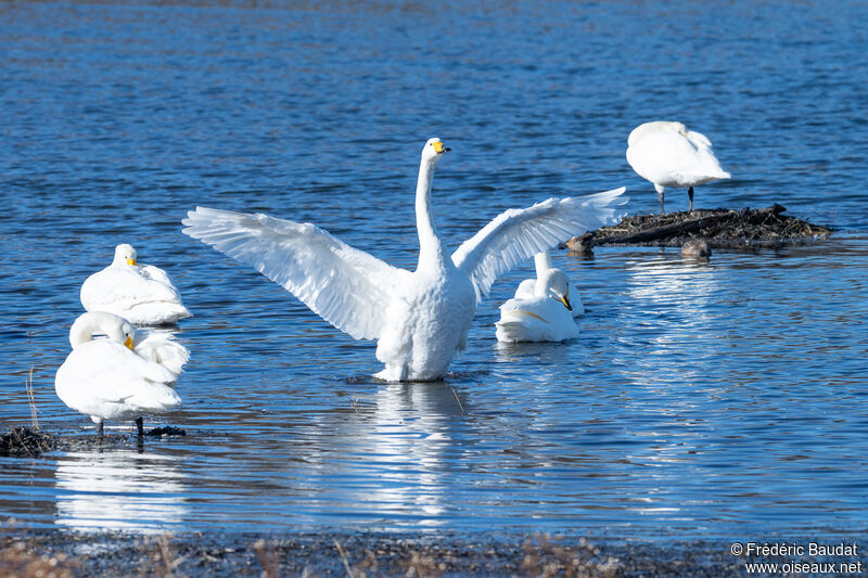 Cygne chanteuradulte