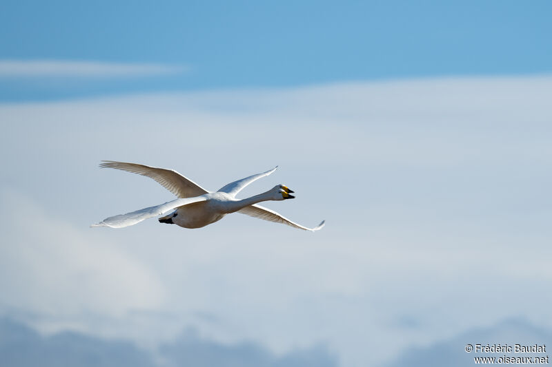 Whooper Swanadult, Flight