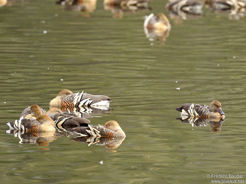 Plumed Whistling Duck, swimming