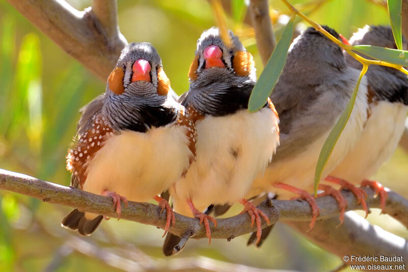 Sunda Zebra Finch