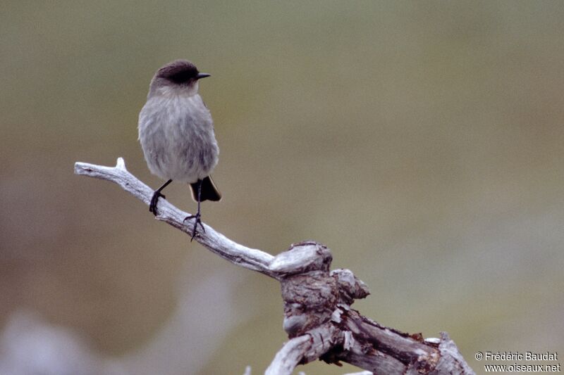 Dark-faced Ground Tyrant