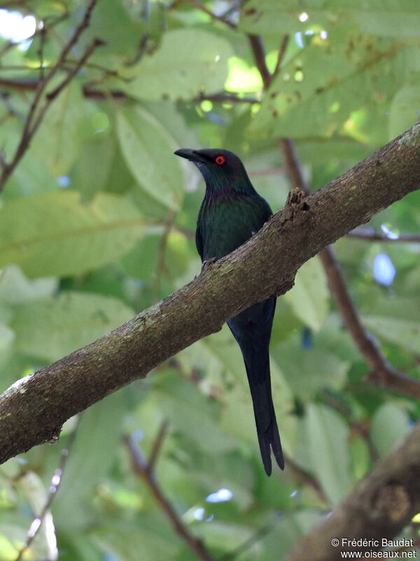 Drongo pailletéadulte