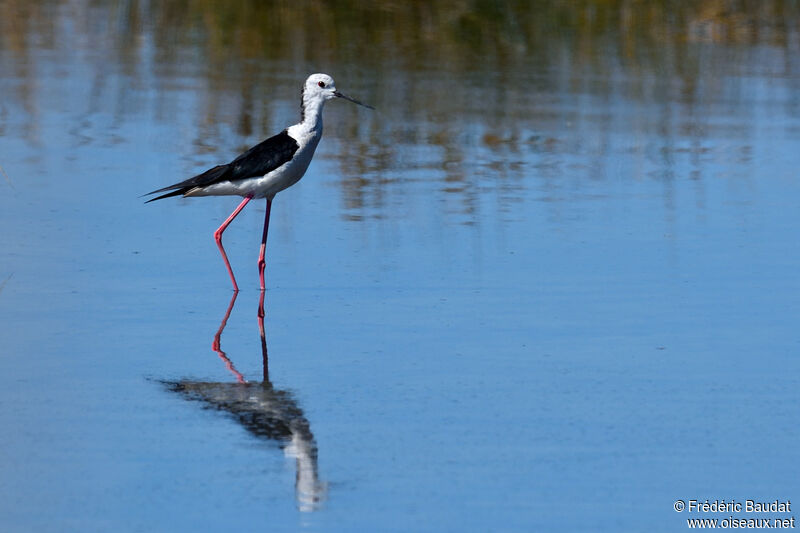 Black-winged Stiltadult breeding, walking