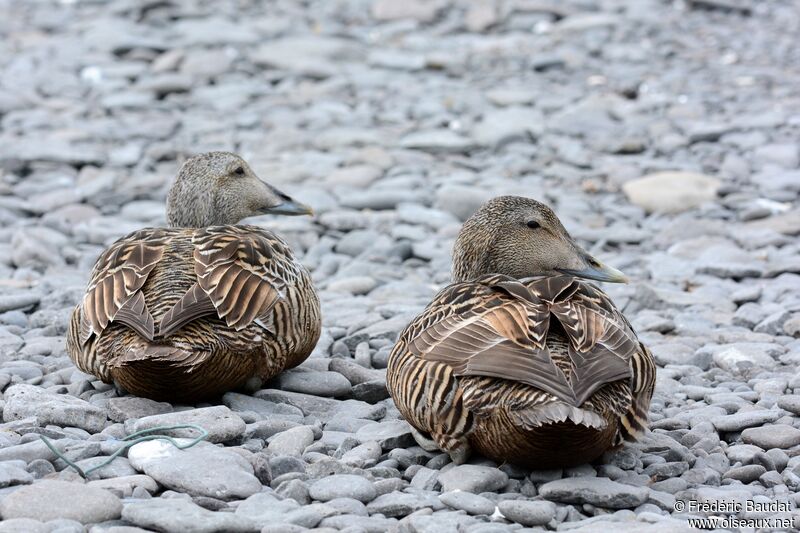 Eider à duvet femelle adulte