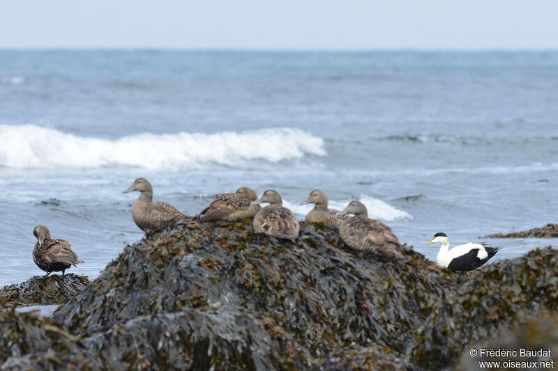 Common Eider, habitat