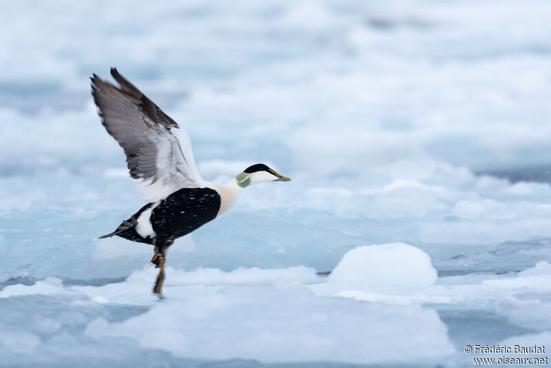 Eider à duvet mâle adulte nuptial, Vol