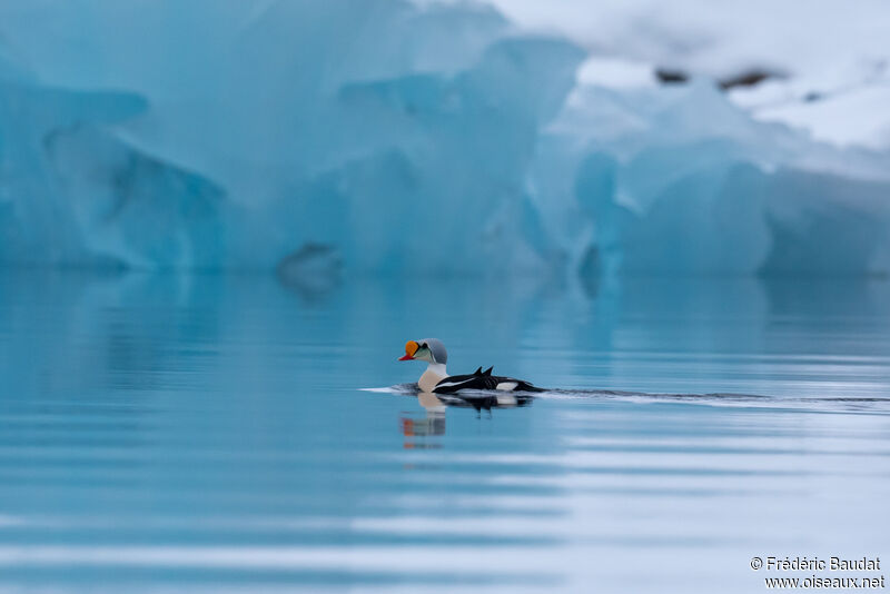 Eider à tête grise mâle adulte nuptial, nage