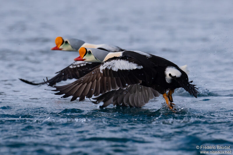 King Eider male adult breeding, Flight