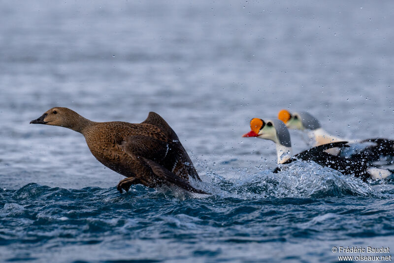 King Eider female adult breeding, Flight, swimming