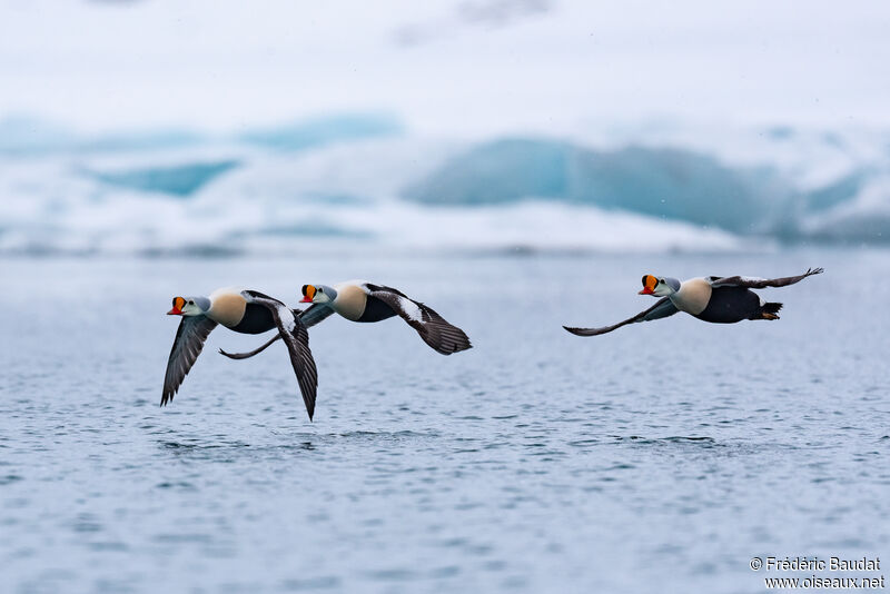 King Eider male adult breeding, Flight