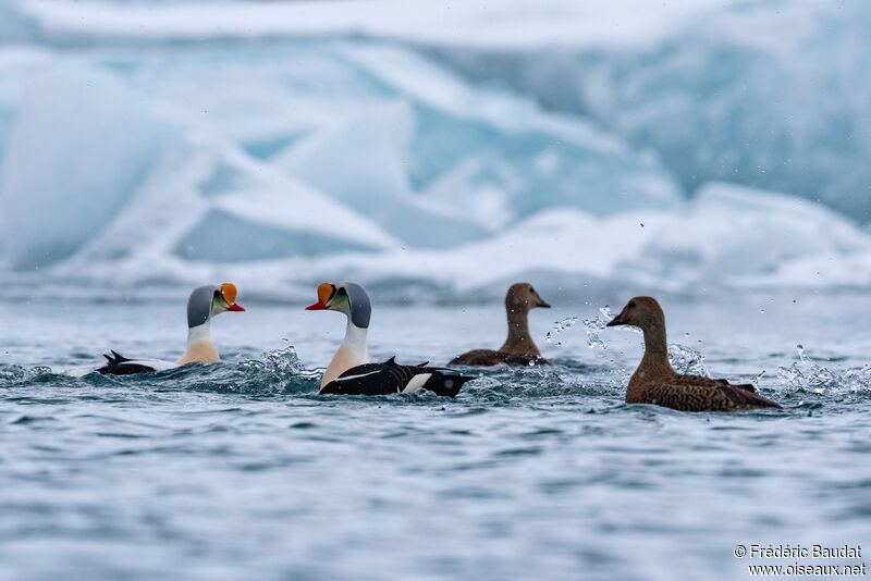 Eider à tête griseadulte nuptial, nage