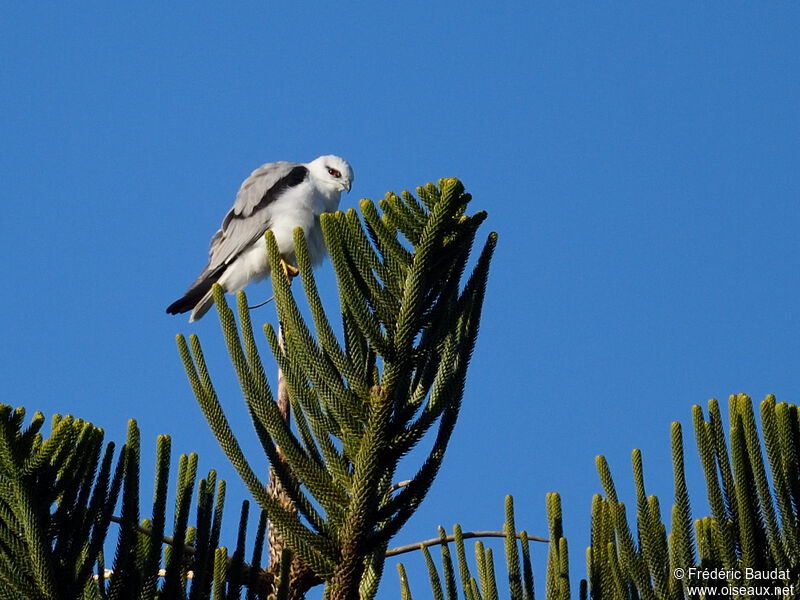 Black-shouldered Kiteadult