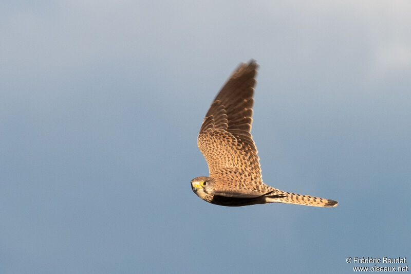 Common Kestrel female, Flight