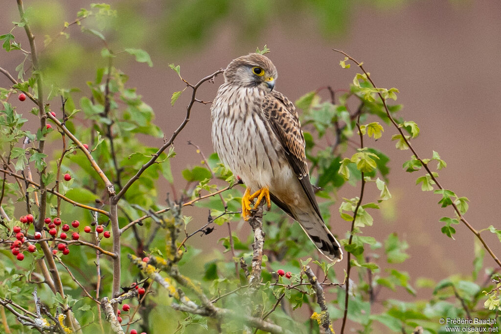 Faucon crécerelle1ère année, pêche/chasse
