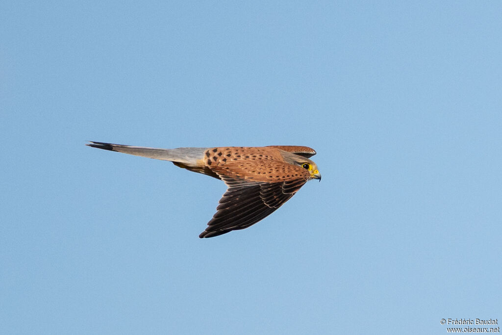 Faucon crécerelle mâle adulte, Vol