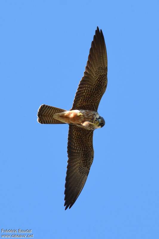 Eleonora's Falconsubadult, pigmentation, Flight, fishing/hunting, eats