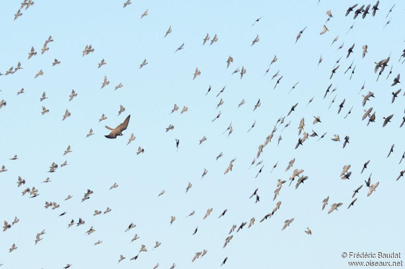 Faucon pèlerin2ème année, identification, Vol, pêche/chasse