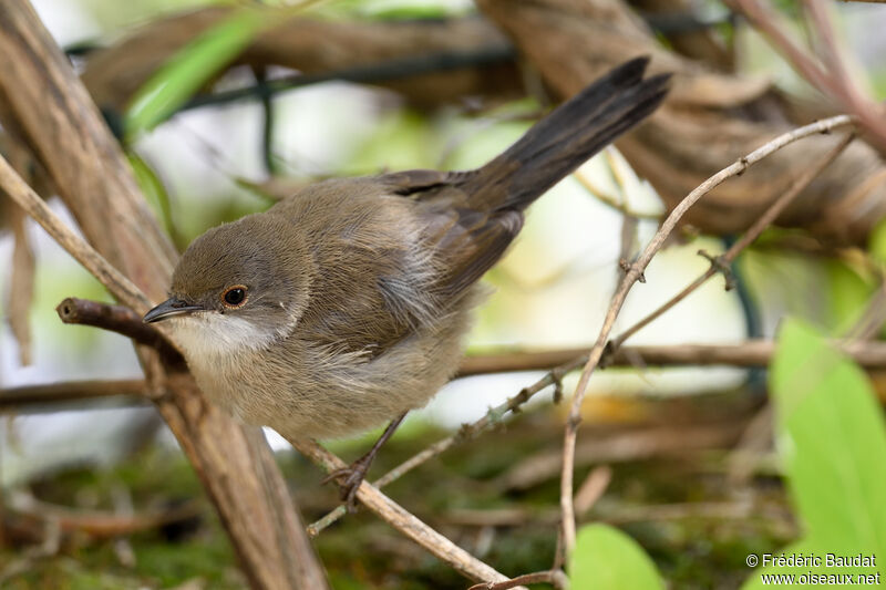 Sardinian Warblerjuvenile, close-up portrait