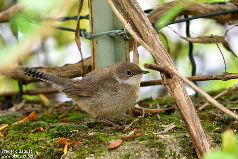 Sardinian Warblerjuvenile, identification