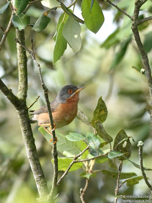 Western Subalpine Warbler male adult