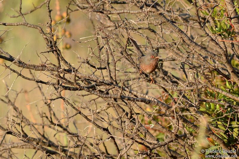 Dartford Warbleradult, identification