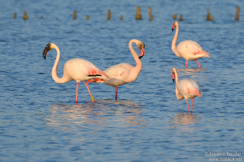 Flamant roseadulte