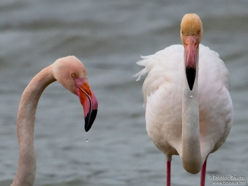 Flamant rose, portrait