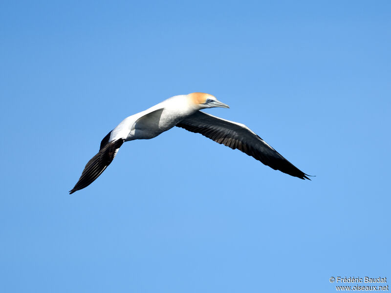 Australasian Gannetadult, Flight