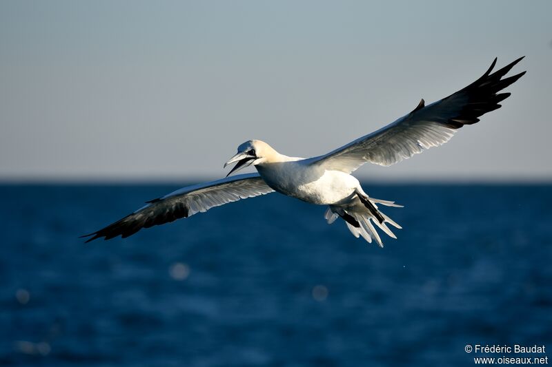 Northern Gannetadult, Flight