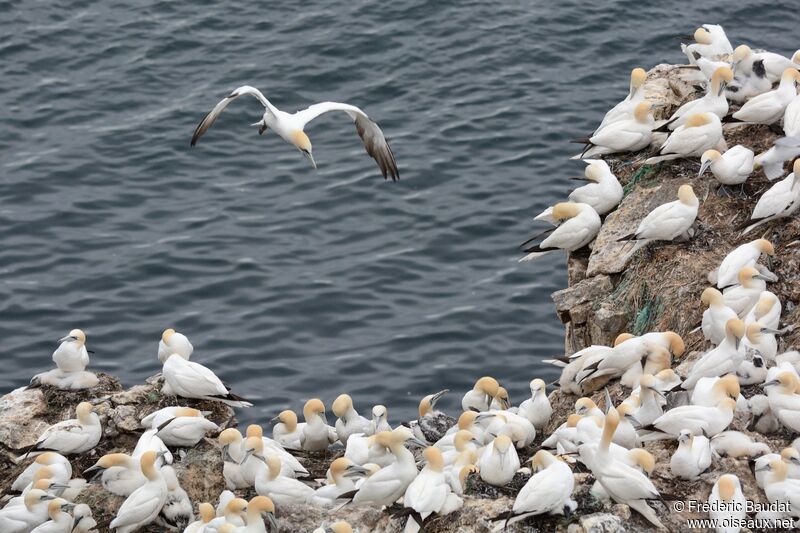 Northern Gannet, habitat, Flight, Reproduction-nesting