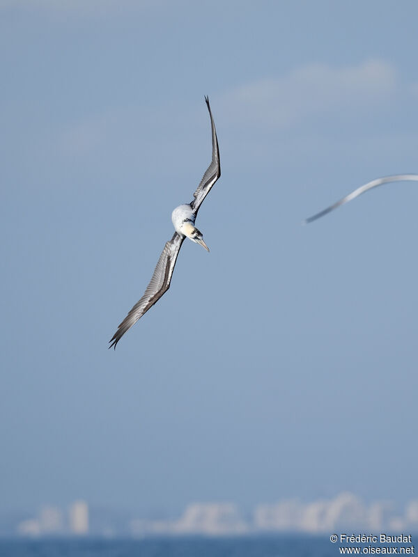 Fou de Bassan3ème année, Vol, pêche/chasse