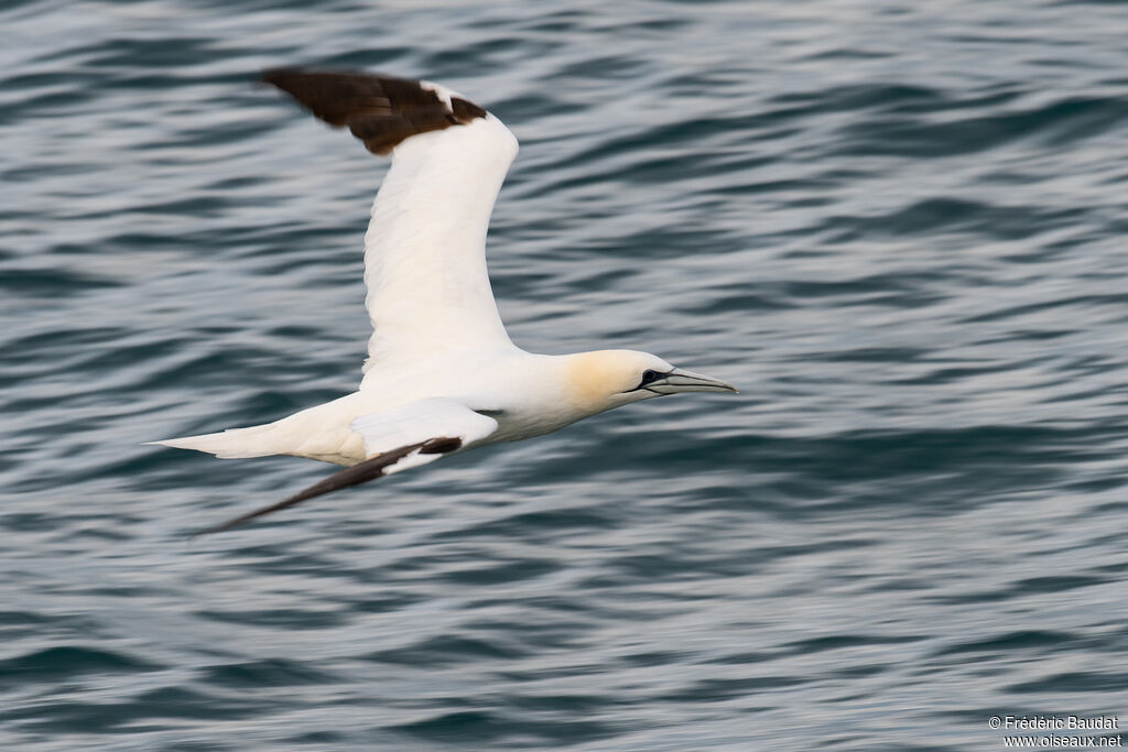 Northern Gannetadult post breeding, Flight
