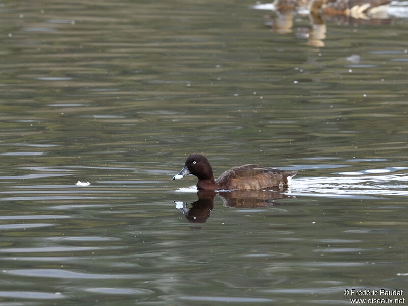 Hardhead male adult, swimming