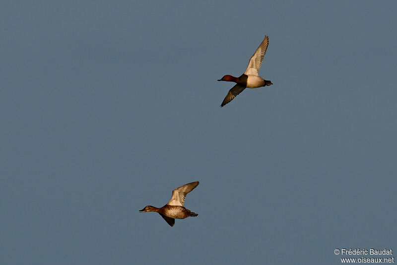 Common Pochardadult breeding, Flight